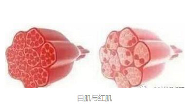 青島特斯特—食品加工配料解決方案提供者，不一樣的體驗